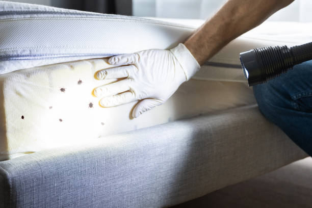 Best Local Pest Control Services  in Ingleside, TX